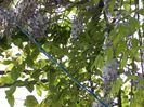 wisteria