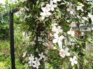 clematis viticela