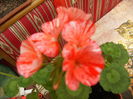 muscata