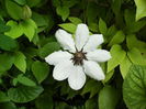 clematis