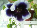 gloxinia