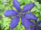 clematis