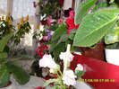 Flori-09 06 2011 001