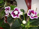 Flori-09 06 2011 004