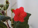 Kohleria Borka 8
