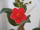 Kohleria Borka 9