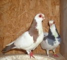 Wiener Gansel 03