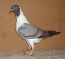Pui Mondez Triganino