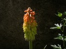Kniphofia
