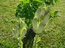 Lilium candidum (2011, June 07)