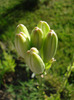 Lilium candidum (2011, June 07)