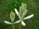 Lilium candidum (2011, June 10)