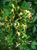 Lonicera japonica (2011, June 10)