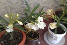 Alb simplu, alb cu floare dubla si crem cu floare dubla