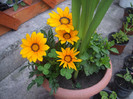 gazania
