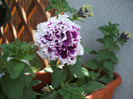 DSCF5937