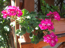 DSCF5938