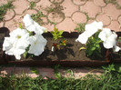 DSCF5942