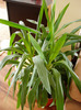 yucca