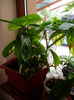 marantha si hedera