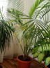 areca