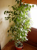 ficus benjamin