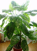 dieffenbachia