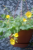 oxalis valdeviensis
