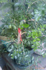 murraya paniculata dwarf
