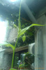 gloriosa imbobocita