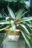 roheo spataceea