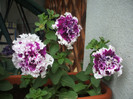 DSCF5983
