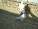 24368558_FHAZZMVVD[1]