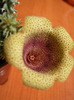 Tavaresia meintjiesii (14)