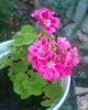 Fotogr.0366