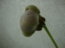 DSC03016