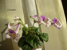 DSC03021
