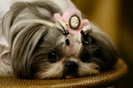 pic133252_caine_Shih-tzu