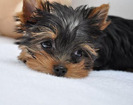 pic140162_caine_Yorkshire_terrier