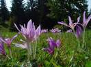 Colchicum autumnale (brandusa de toamna)