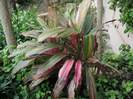 Cordyline terminalis (Planta norocului, Cordiline)