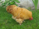 cocos orpington