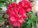 rhododendron 2011