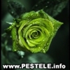 avatare poze trandafiri melodia 7 trandafiri sapte trandafiri download teo trandafir poze poze trand