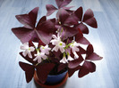 Oxalis Triangularis