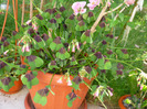 oxalis de la Lety in 7 iunie 2011