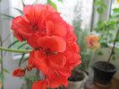 11 iunie 2011 011