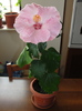 h. alice wolfe- prima floare prima zi