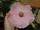 h alice wolfe- floare imensa