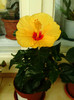 Hibiscus Sunny Cities "Kyoto Yellow"